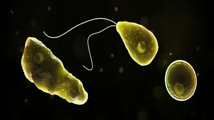 brain eating amoeba california